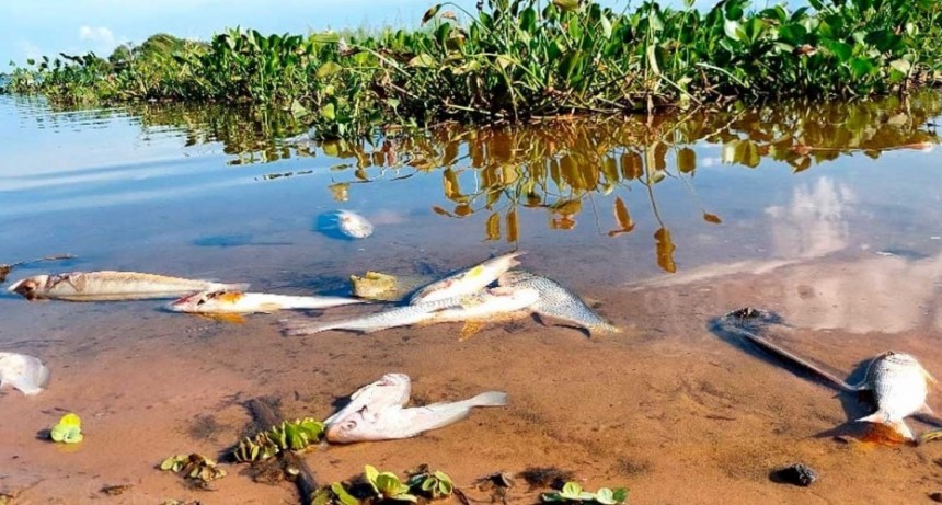 Una localidad de la costa santafesina está en alerta por la elevada mortandad de peces