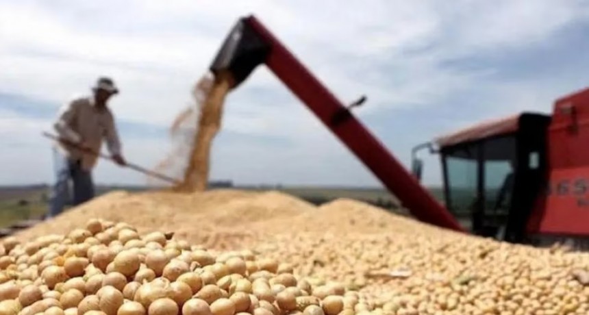 La soja entra en un mercado bajista, con la industria aceitera en márgenes negativos