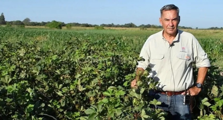 SP21, el algodón de fibra larga de INTA, pasó exitosamente la sequía y el calor 