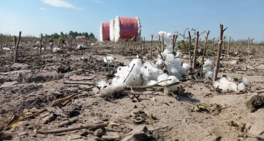  Con 20 quintales menos por hectárea, comenzó la cosecha de soja