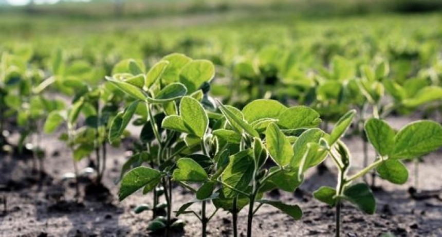 El inicio de la cosecha soja tuvo magros rendimientos en centro-norte santafesino