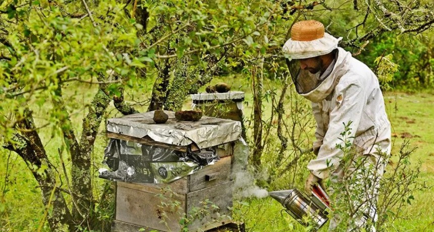 Miel misionera, un dulce aliciente que busca expandirse