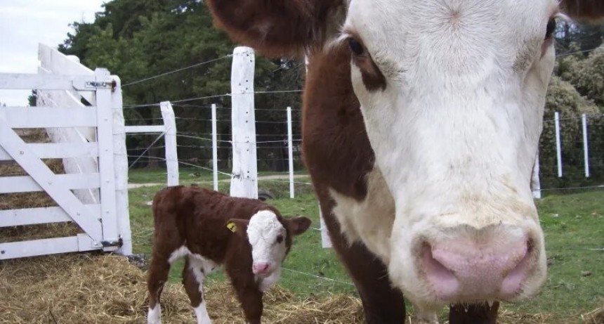 Inicia una zafra con menos terneros  