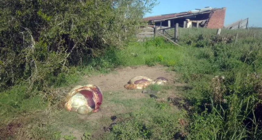  Otro caso de abigeato en Matilde vuelve a desnudar la desprotección que sufren los establecimientos agropecuarios