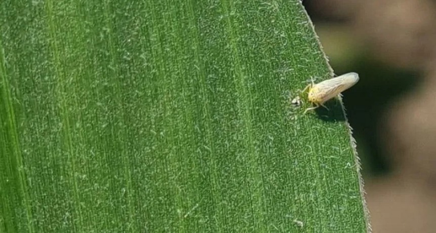  La chicharrita del maíz, una pesadilla en San Justo