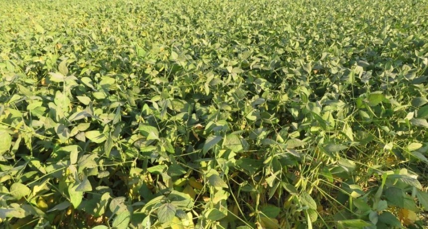 La soja permite ilusionarse