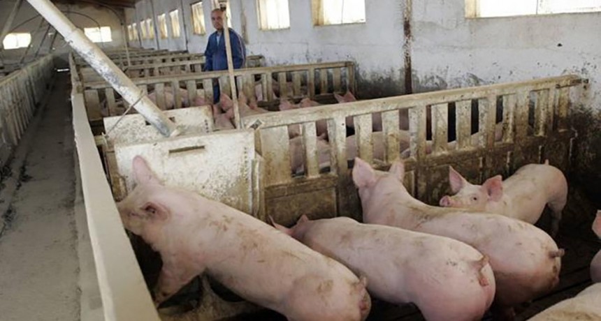 Preocupación en el sector porcino por la apertura de importaciones