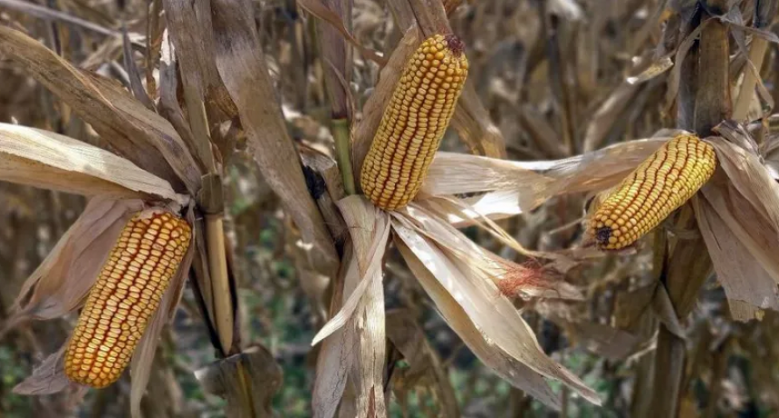 Se mantiene la buena humedad y se nota en las sojas del centro norte 