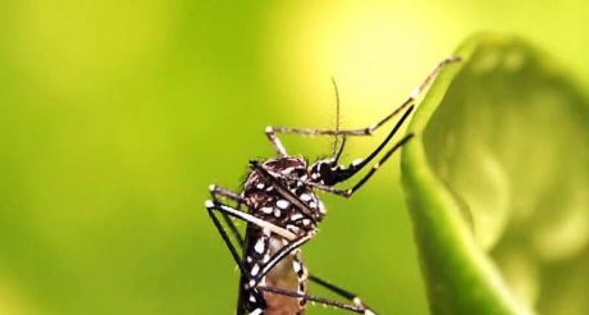 Dengue en Santa Fe: más de 21.300 casos y suman ocho los fallecidos