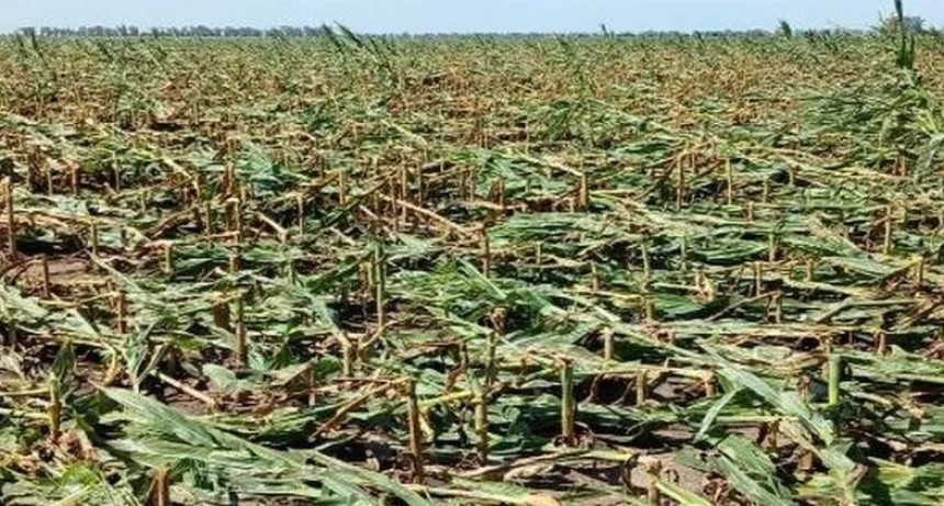 No era suficiente con la chicharrita y el viento dejó sin chances los maíces de muchos tamberos de Santa Fe y Córdoba
