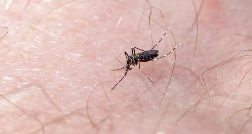 Dengue: el Gobierno descartó incluir la vacuna en el calendario durante este año