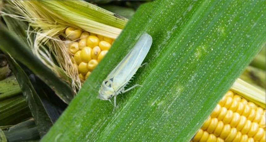 La chicharrita de la que habla todo el campo argentino