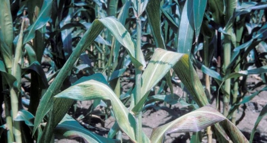  Colapsan los maíces por spiroplasma en el norte y piden quitarle las retenciones