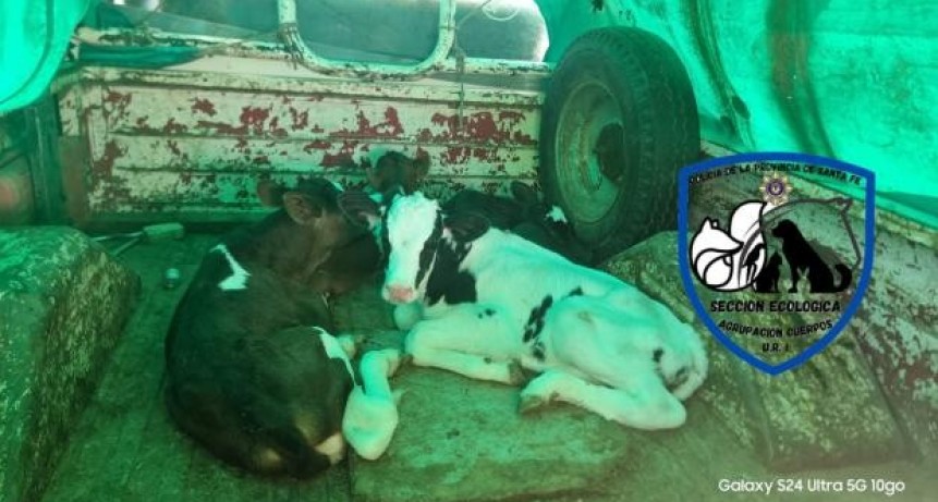 Santa Fe: Trasladó 65 km a seis terneros en una camioneta 