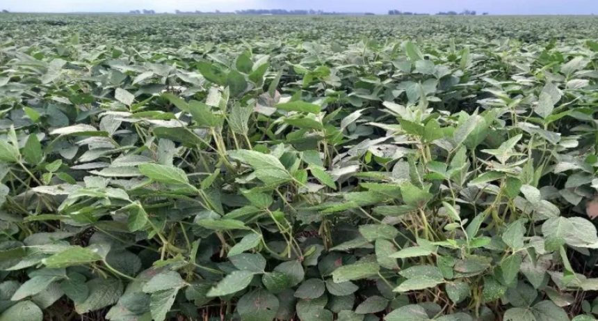 Se consolida una buena campaña de soja en el centro norte