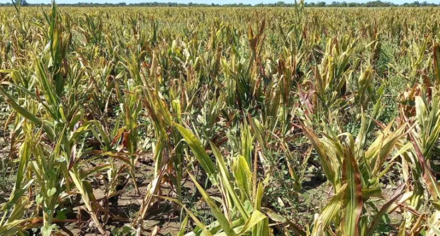  Spiroplasma en Santa Fe: ranking de afectación en maíces tardíos por departamentos 