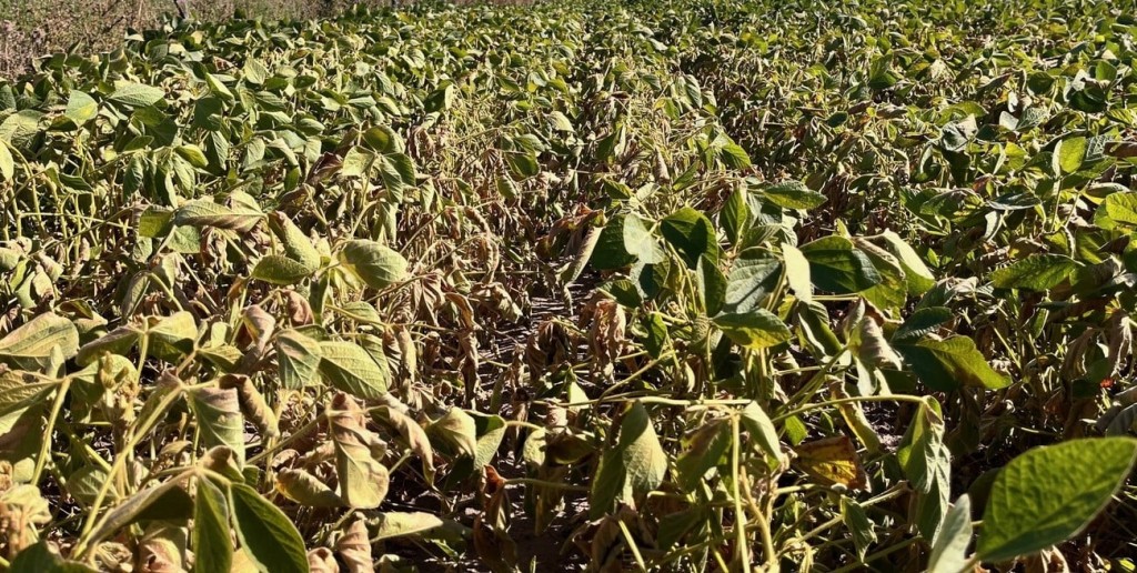 Las lluvias llegaron tarde para contener las pérdidas en soja y maíz