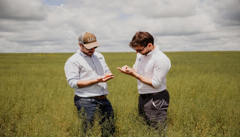 La camelina, un cultivo “nuevo” por ahora sin techo: una empresa triplicará las hectáreas sembradas