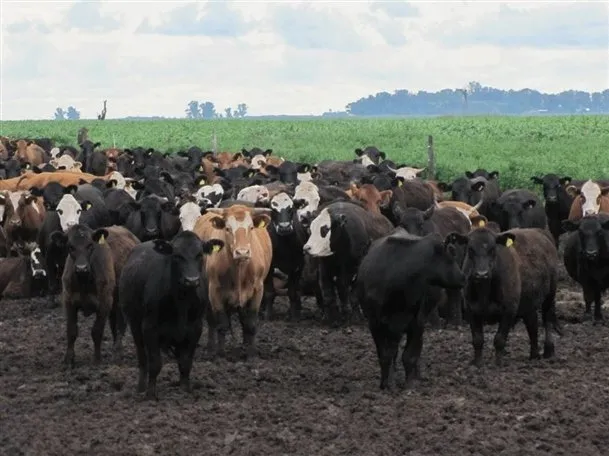 Todo para arriba en la ganadería: subas en la invernada y el gordo incentivan a producir más kilos de carne