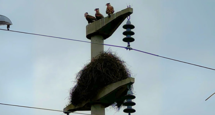 Nidos de loros causan problemas en la línea de 33 kV que conecta Calchaquí con Alejandra