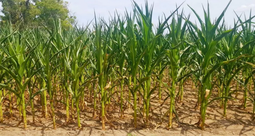 Pese a las lluvias, la sequía deja daños irreparables en el agro santafesino