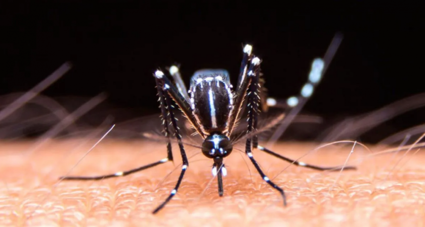 El dengue cae un 98% en Santa Fe: de 7.580 casos en 2024 a solo 149 en 2025
