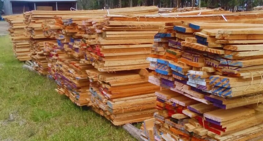Industria forestal: clones de eucalipto, una alternativa con potencial para la bioenergía y la construcción