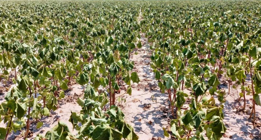 Algodón en problemas: estiman una cosecha complicada en el norte de Santa Fe