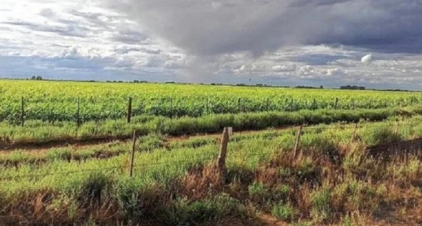 Las lluvias ayudan al campo que sigue pidiendo el fin de las retenciones