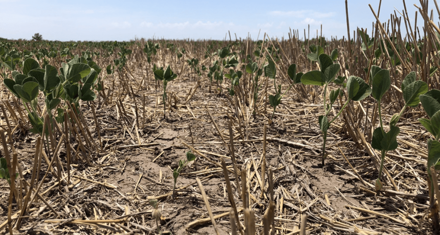 La Sociedad Rural pidió “medidas extremas” para provincias del norte que sufren por la sequía y el calor