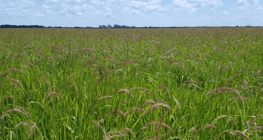 Alerta roja en Entre Ríos: se confirmó otra maleza resistente a herbicidas