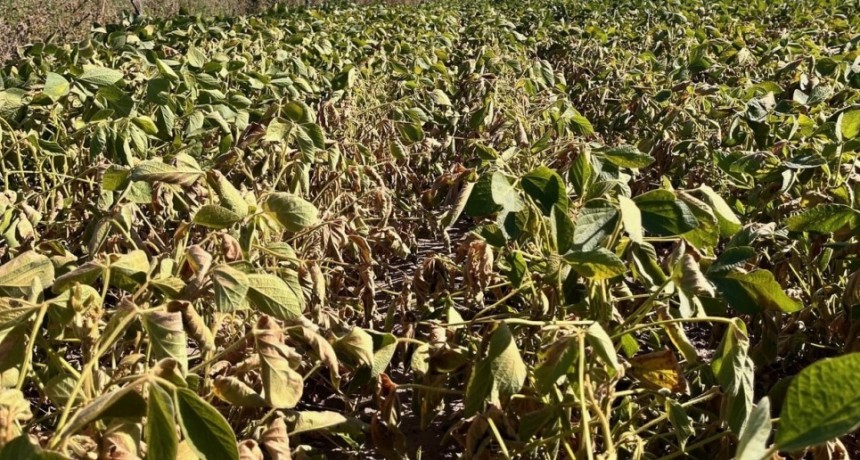 Las lluvias llegaron tarde para contener las pérdidas en soja y maíz