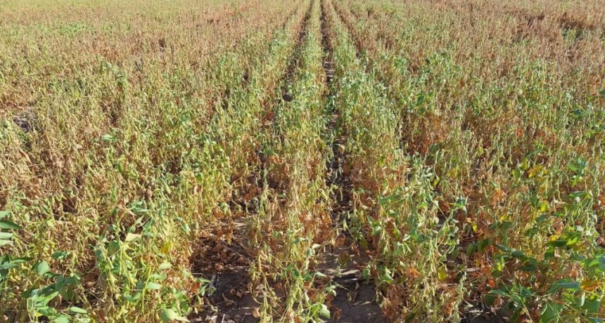 La sequía en el norte del país le cuesta un millón de toneladas a la soja