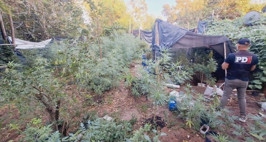 Violó un mandato judicial y tenía un bosque de cannabis en su casa