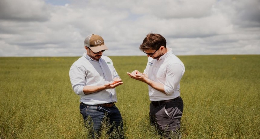 La camelina, un cultivo “nuevo” por ahora sin techo: una empresa triplicará las hectáreas sembradas
