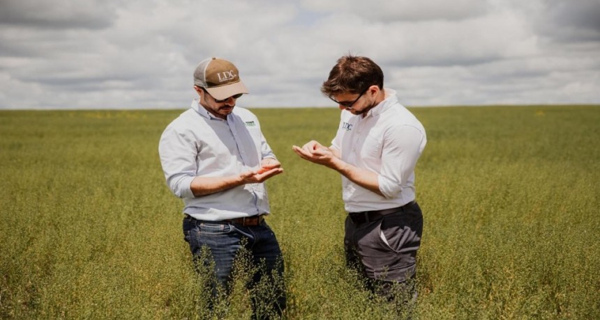 La camelina, un cultivo “nuevo” por ahora sin techo: una empresa triplicará las hectáreas sembradas