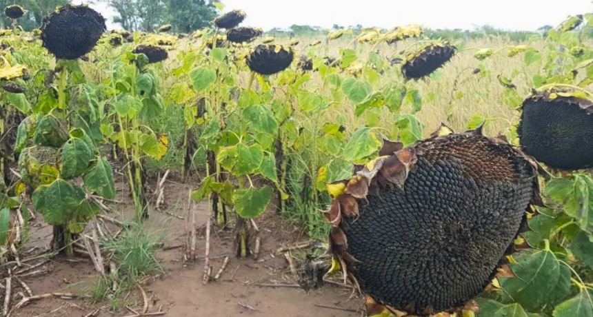 Cosecha récord de girasol 2024/25 en Santa Fe: el incremento que sorprendió a los productores