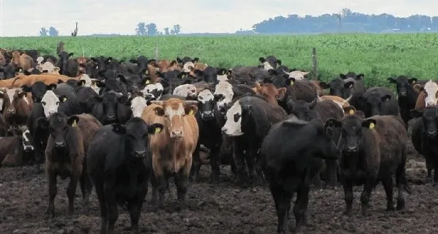 Todo para arriba en la ganadería: subas en la invernada y el gordo incentivan a producir más kilos de carne