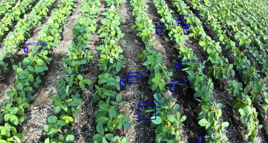 IA en el campo: tecnolog&iacute;a local de aplicaci&oacute;n selectiva de herbicidas se expande al mundo