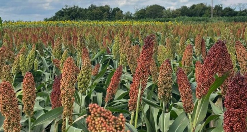 &iquest;Puede el sorgo tener una explosi&oacute;n como el girasol?: &ldquo;Falta animarse a salir del esquema soja-ma&iacute;z&rdquo;