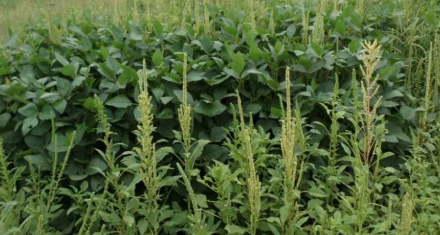 Contra las malezas, anticiparse y planificar desde el minuto cero: &ldquo;No hay que apagar incendios&rdquo;