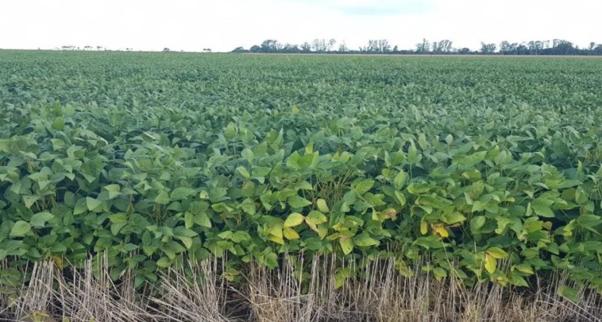 Lluvias oportunas apuntalan la soja, pero el algod&oacute;n sigue bajo estr&eacute;s en el norte santafesino