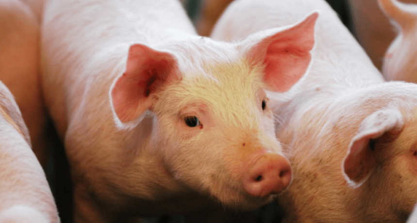 En la cadena porcina crecen las alertas por la baja rentabilidad y las importaciones: &ldquo;Estamos muy justos&rdquo;