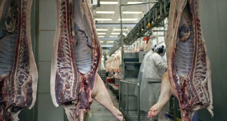 Se&ntilde;ales positivas en el mercado porcino y los productores de Santa Fe buscan el �toque final�: exportar a China