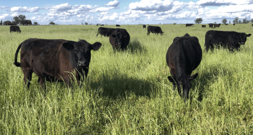 La ganader&iacute;a, ante un momento so&ntilde;ado: con mayor apertura comercial, vuelve a atraer capital productivo