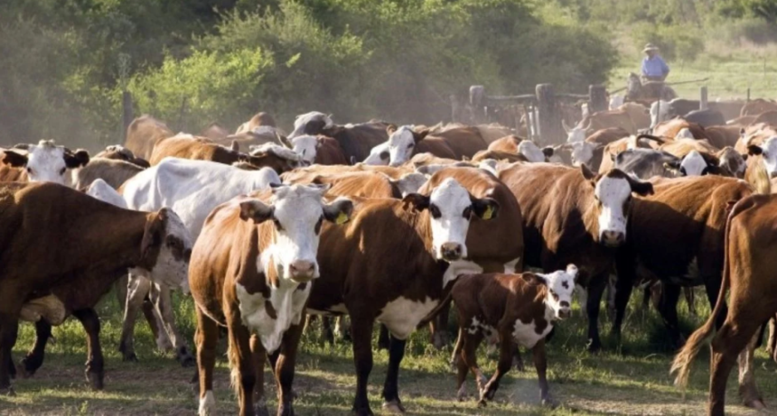 Con hacienda de 11 provincias, Rosgan realizar&aacute; su tradicional remate en Expoagro