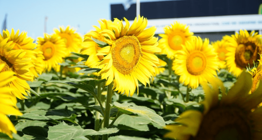 El brillante potencial del girasol: el r&eacute;cord exportador podr&iacute;a traer divisas por U$S 3.200 millones