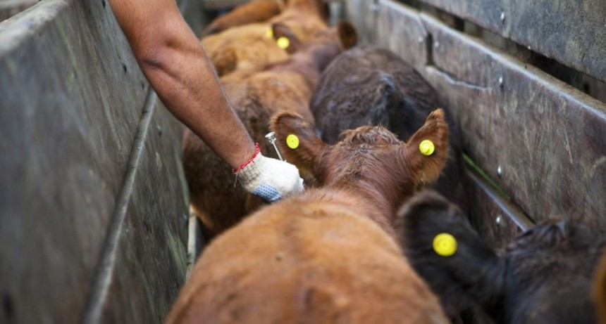 Vacunaci&oacute;n antiaftosa: Federaci&oacute;n Agraria tampoco quiere cambios y defiende los entes sanitarios