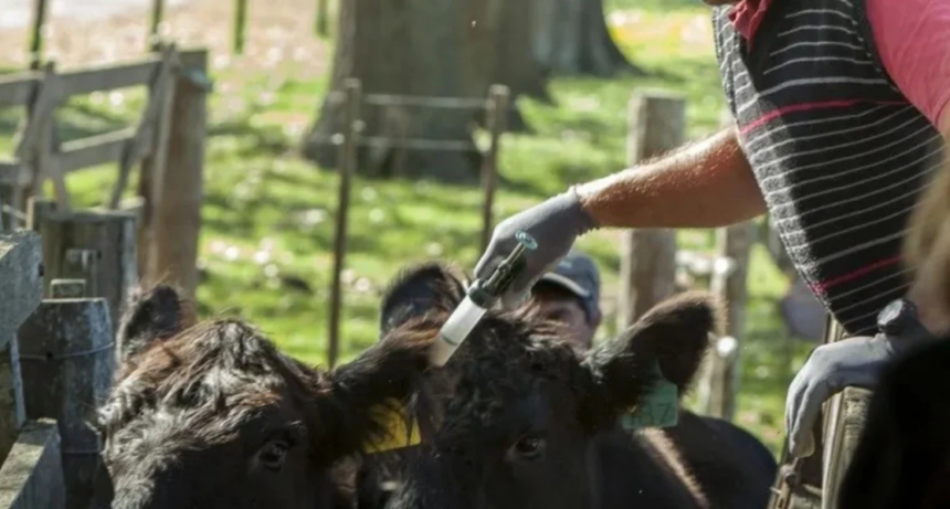 Federaci&oacute;n Agraria advirti&oacute; sobre los riesgos de modificar el sistema de vacunaci&oacute;n antiaftosa