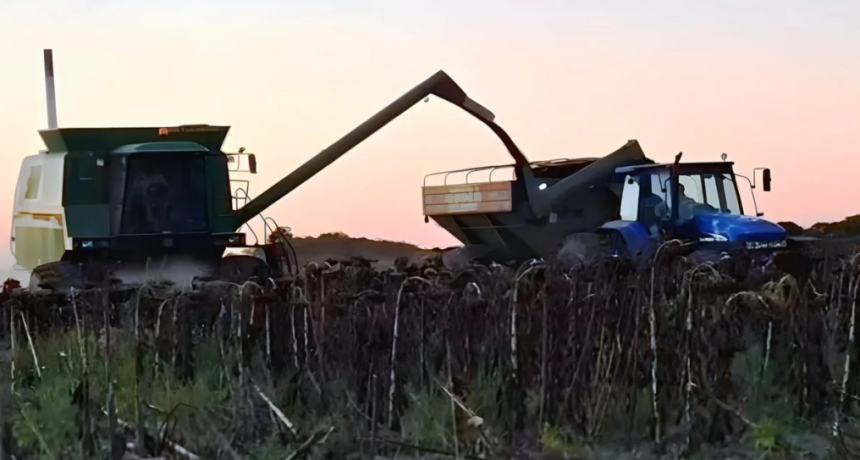 Girasol: r&eacute;cord hist&oacute;rico de producci&oacute;n en el centro-norte santafesino